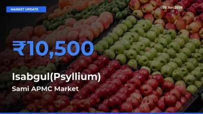 Market Watch: Sami APMC Becomes Top Mandi for Isabgul(Psyllium)
