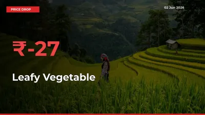 26.51% Drop in Leafy Vegetable Prices – Mandi Sees Sudden Fall