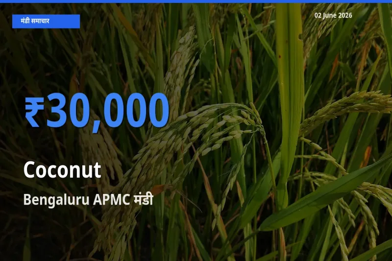 Bengaluru APMC मंडी में आज नारियल के सबसे ऊँचे दाम दर्ज