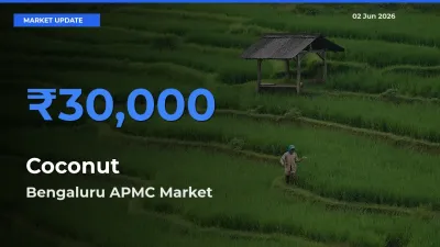 Top Performer! Bengaluru APMC Offers Best Coconut Price Today