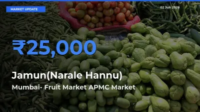 Mumbai- Fruit Market APMC Emerges as Top Mandi for Jamun(Narale Hannu) Prices Today