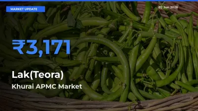 Khurai APMC Tops Lak(Teora) Mandi Rates Today
