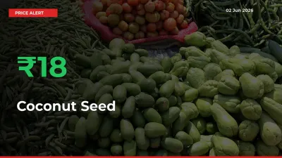 Why Coconut Seed Prices Rose 17.85% in a Day at Mandis