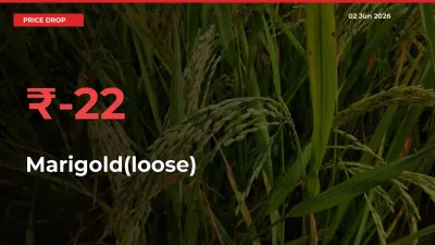 Marigold(loose) Prices Drop 22.22% – June 02 Market Update from Mandis