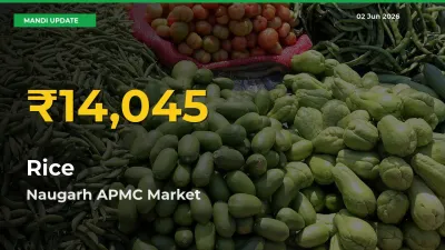 Rice Hits Fresh High in Naugarh APMC Today