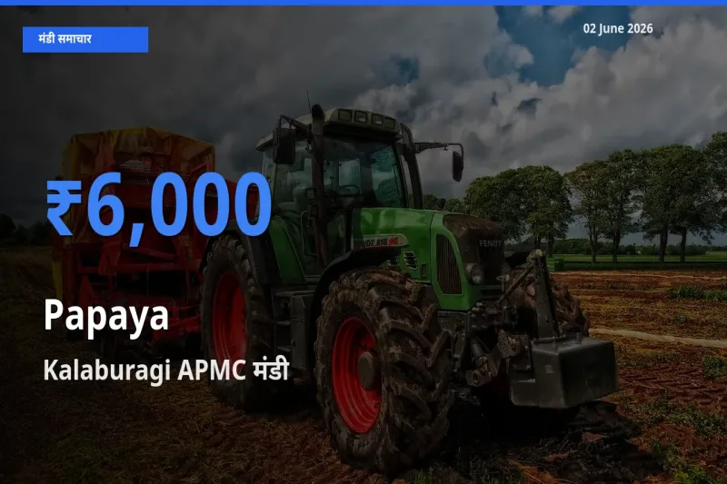 बाज़ार संकेत: Kalaburagi APMC बना पपीता के लिए आज की टॉप मंडी