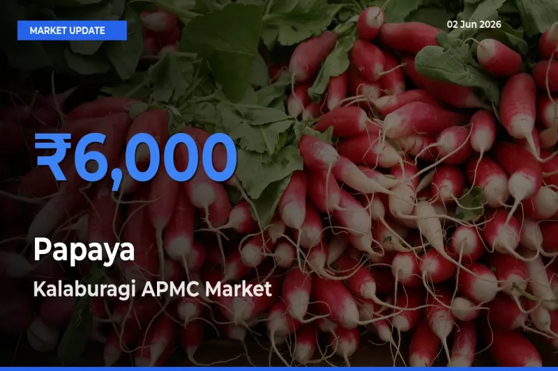 Kalaburagi APMC Tops Papaya Rates – June 02 Market Update
