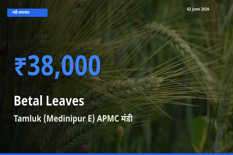 Tamluk (Medinipur E) APMC मंडी में आज पान के पत्ते के सबसे ऊँचे दाम दर्ज
