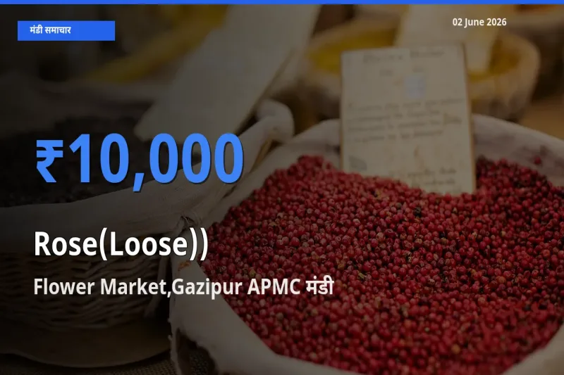 Flower Market,Gazipur APMC मंडी में गुलाब(ढीला)) ₹10,000 पर पहुँचा – आज का सर्वोच्च भाव
