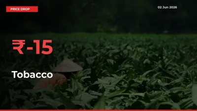 Tobacco Falls 15.2% at Mandis