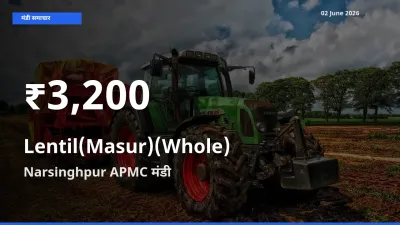 Narsinghpur APMC में मसूर दाल (साबुत) ₹3,200 पर गिरा – 30 दिन का न्यूनतम भाव