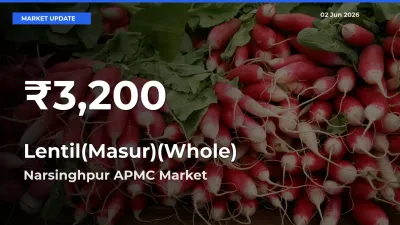 Big Drop! Lentil(Masur)(Whole) Slides to 30-Day Low at Narsinghpur APMC