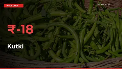 Sudden Shock! Kutki Drops 17.67% in 24 Hours at Top Mandis