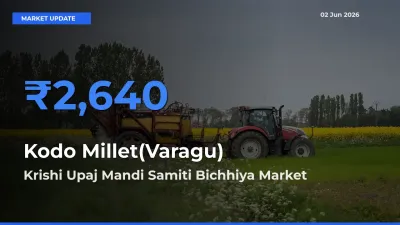 Farmers Prefer Krishi Upaj Mandi Samiti Bichhiya as Kodo Millet(Varagu) Hits Highest Rate