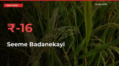 Sharp Fall! Seeme Badanekayi Prices Plunge 15.57% in a Day at Key Mandis
