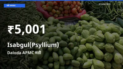 रिकॉर्ड गिरावट नहीं, लेकिन 30 दिन का न्यूनतम! Daloda APMC में इसबगोल के दाम फिसले
