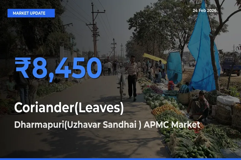 Market Watch: Dharmapuri(Uzhavar Sandhai ) APMC Becomes Top Mandi for Coriander(Leaves)