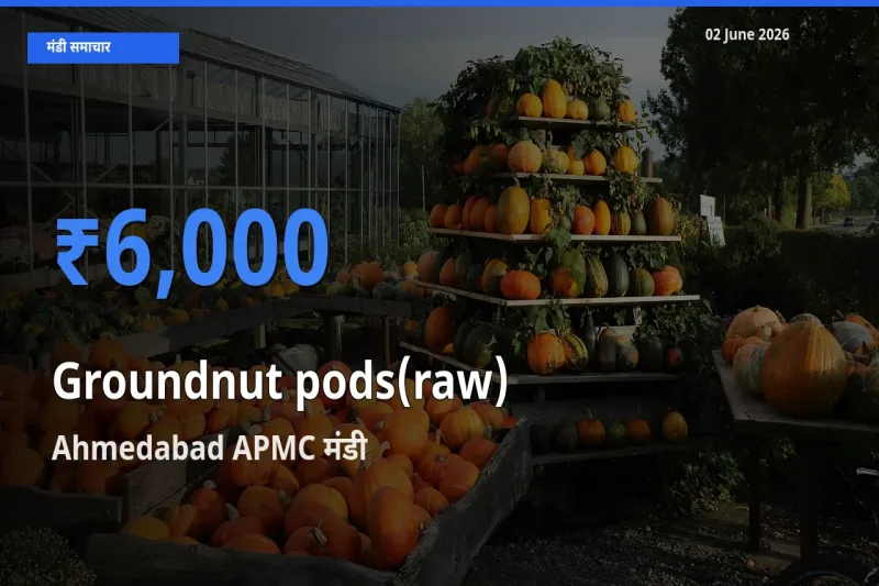 टॉप मंडी बना Ahmedabad APMC! कच्ची मूंगफली (फली सहित) के सबसे ऊँचे दाम यहीं दर्ज