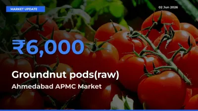 Top Performer! Ahmedabad APMC Offers Best Groundnut pods(raw) Price Today