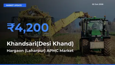Top Performer! Hargaon (Laharpur) APMC Offers Best Khandsari(Desi Khand) Price Today