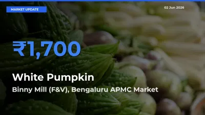 Binny Mill (F&V), Bengaluru APMC Records Highest ₹1,700 Rate for White Pumpkin