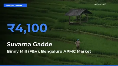 Market Watch: Binny Mill (F&V), Bengaluru APMC Becomes Top Mandi for Suvarna Gadde