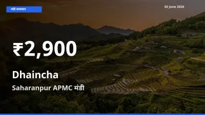 किसानों के लिए चिंता का विषय? ढैंचा के दाम Saharanpur APMC में 30 दिन के न्यूनतम स्तर पर