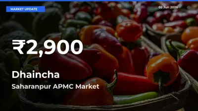 Dhaincha Falls to ₹2,900 in Saharanpur APMC – 30-Day Lowest Rate