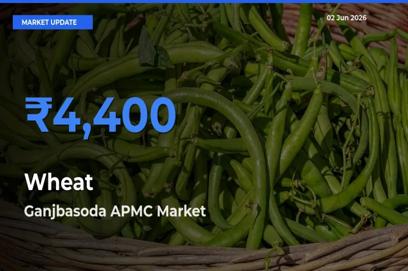 Ganjbasoda APMC Emerges as Top Mandi for Wheat Prices Today