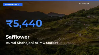 Aurad Shahajani APMC Tops Safflower Mandi Rates Today