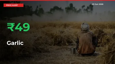 This Mandi Records 48.52% Jump in Garlic Prices