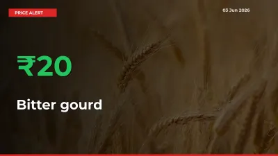 Sharp Jump! Bitter gourd Prices Climb 19.71% in 24 Hours at Key Mandis