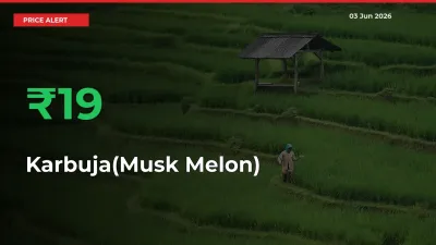 Sharp Jump! Karbuja(Musk Melon) Prices Climb 19% in 24 Hours at Key Mandis