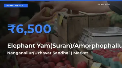 Nanganallur(Uzhavar Sandhai ) Records Highest ₹6,500 Rate for Elephant Yam(Suran)/Amorphophallus
