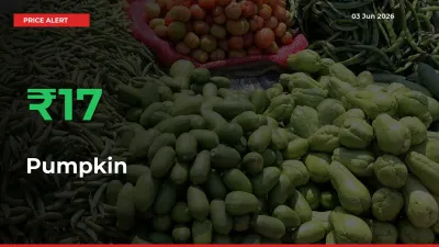 Pumpkin Prices Rise 16.51% in a Day at Major Mandis
