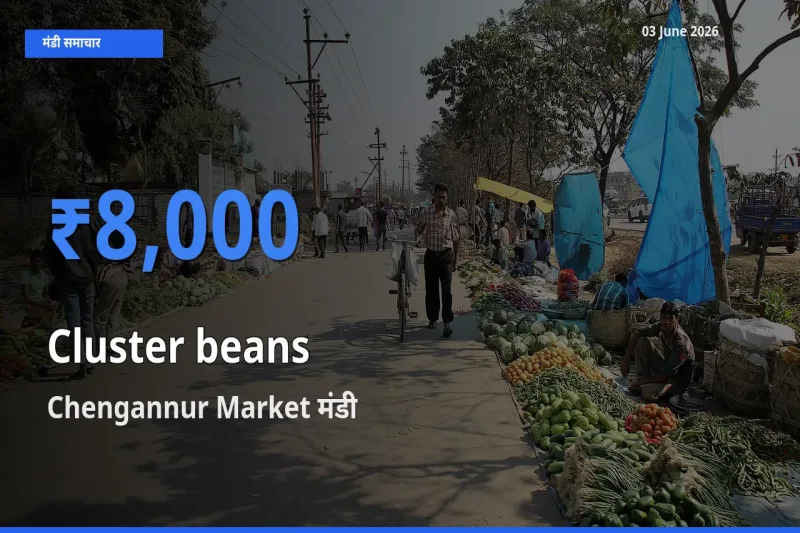 03 June अपडेट: ग्वार फली के सबसे ऊँचे दाम Chengannur Market मंडी में