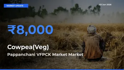 Pappanchani VFPCK Market Tops Cowpea(Veg) Mandi Rates Today