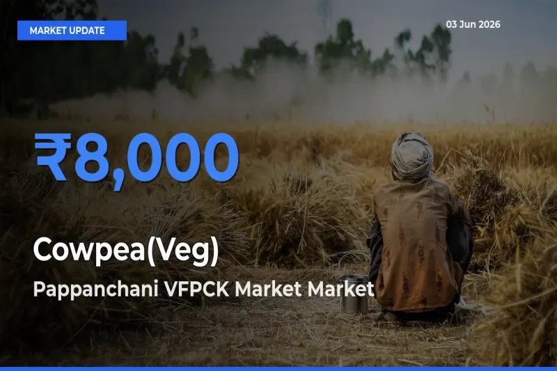 Pappanchani VFPCK Market Tops Cowpea(Veg) Mandi Rates Today