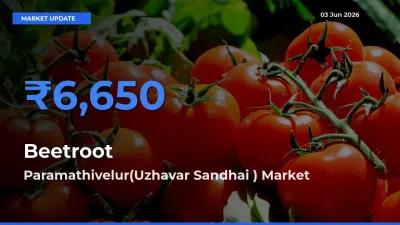 Top Performer! Paramathivelur(Uzhavar Sandhai ) Offers Best Beetroot Price Today
