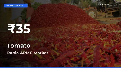 Tomato Falls to ₹35 in Rania APMC – 30-Day Lowest Rate