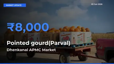 Dhenkanal APMC Tops Pointed gourd(Parval) Rates – June 03 Market Update