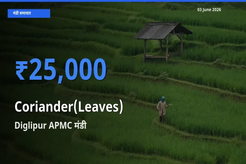 आज हरा धनिया के सबसे ऊँचे दाम ₹25,000 Diglipur APMC मंडी में
