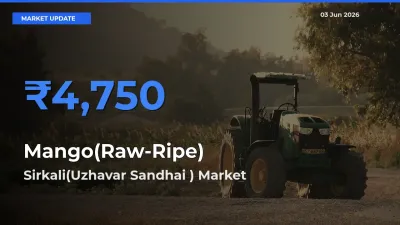 Sirkali(Uzhavar Sandhai ) Emerges as Top Mandi for Mango(Raw-Ripe) Prices Today