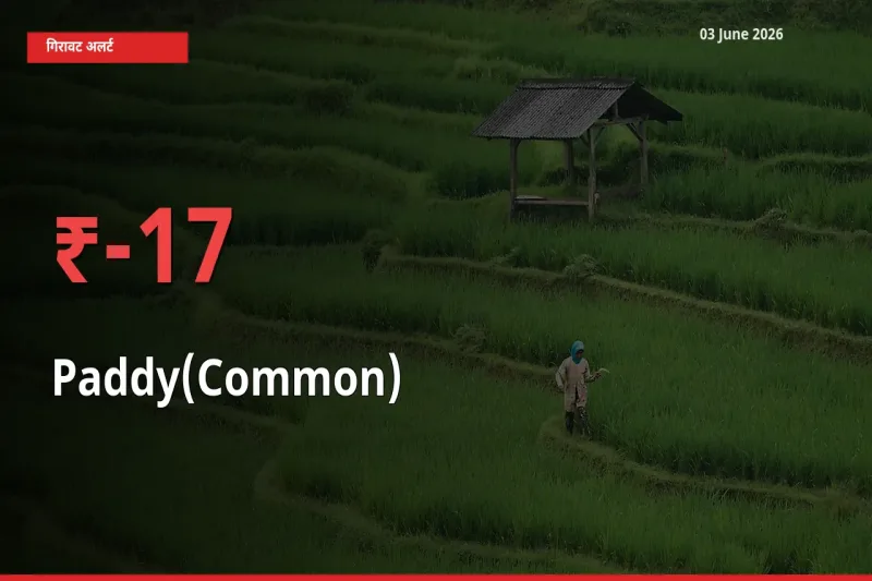 धान (सामान्य) के दाम प्रमुख मंडी में 16.81% गिरे, 24 घंटे में बड़ा बदलाव