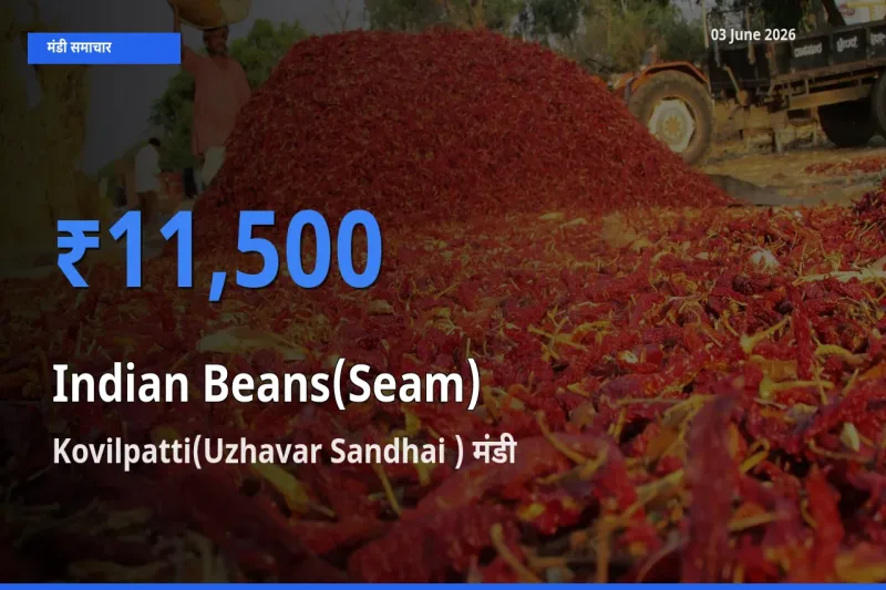 Kovilpatti(Uzhavar Sandhai ) मंडी में सेम (देशी) ₹11,500 पर पहुँचा – आज का सर्वोच्च भाव