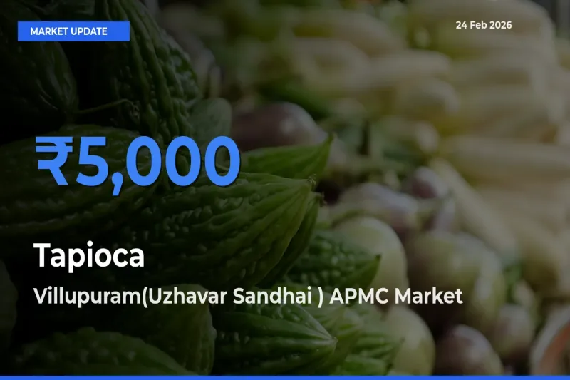 Villupuram(Uzhavar Sandhai ) APMC Tops Tapioca Rates – February 24 Market Update