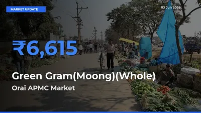 Market Watch: Orai APMC Becomes Top Mandi for Green Gram(Moong)(Whole)