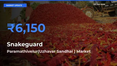 Paramathivelur(Uzhavar Sandhai ) Offers ₹6,150 – Highest Snakeguard Rate Today