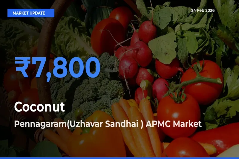 Coconut Mandi Rate Today: Pennagaram(Uzhavar Sandhai ) APMC Tops the List