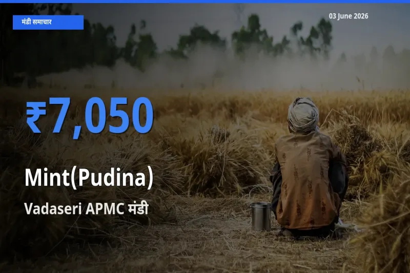 आज का मंडी भाव: पुदीना के सबसे ज़्यादा दाम Vadaseri APMC में